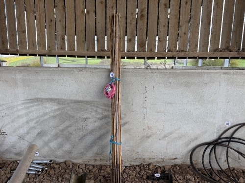 QTY OF BAMBOO CANES