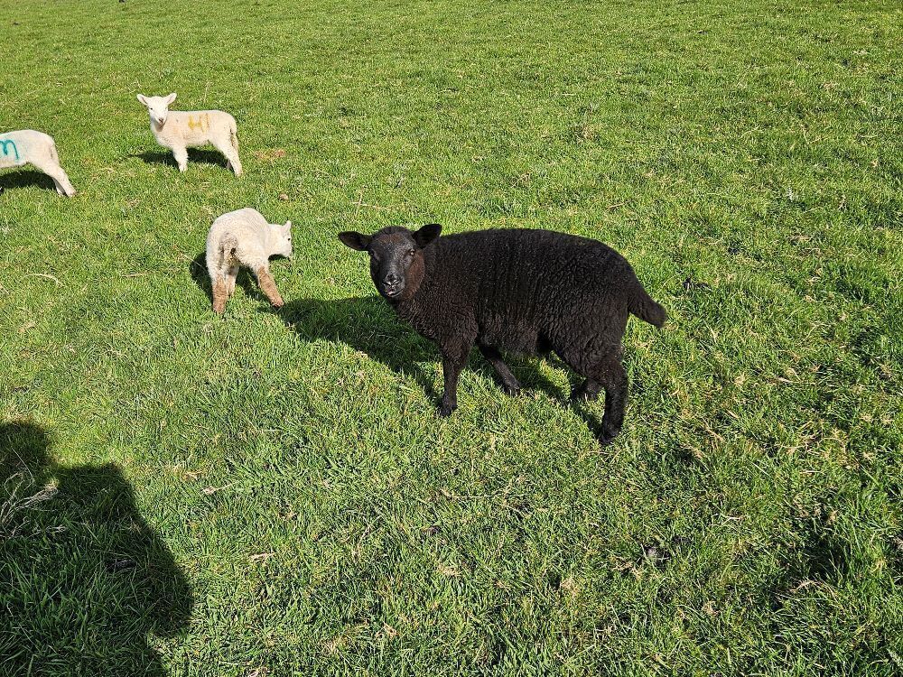 7 WELSH MOUNTAIN EWES & 8 TEXEL X LAMBS - BIDS PER LIFE