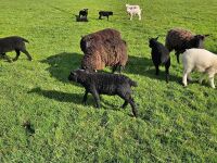 7 WELSH MOUNTAIN EWES & 8 TEXEL X LAMBS - BIDS PER LIFE - 2