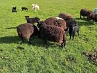 7 WELSH MOUNTAIN EWES & 8 TEXEL X LAMBS - BIDS PER LIFE - 4