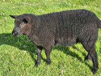 7 WELSH MOUNTAIN EWES & 8 TEXEL X LAMBS - BIDS PER LIFE - 5