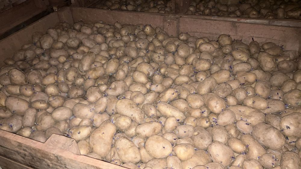 100T OF RAMOS FEED POTATOES - BIDS PER TON