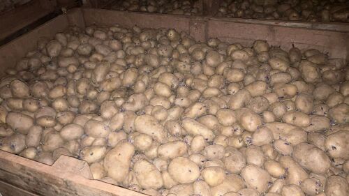 100T OF RAMOS FEED POTATOES - BIDS PER TON