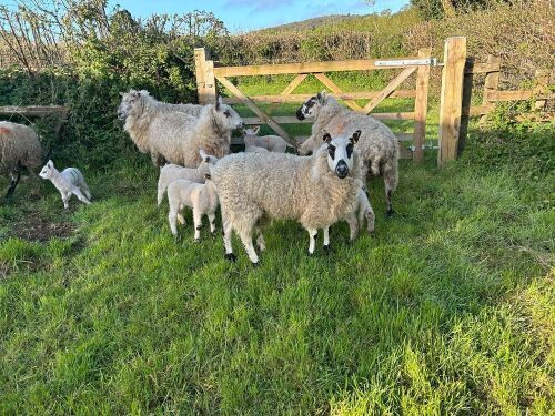 5 KERRY HILL X EWES & 10 TEXEL X LAMBS - BIDS PER COUPLE