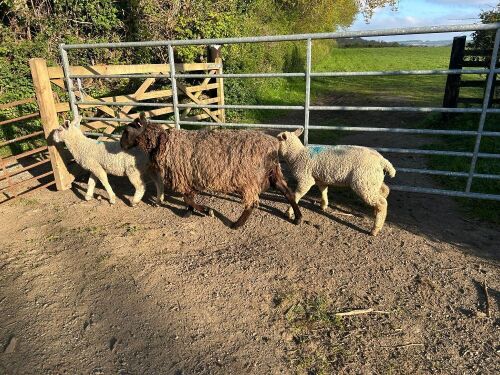 1 BLUE FACED LEICESTER X EWE & 2 CHAROLLAIS X LAMBS - BIDS FOR THE GROUP