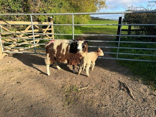 DUTCH SPOTTED 4T EWE & 1 TEX X LAMB - BIDS FOR THE GROUP
