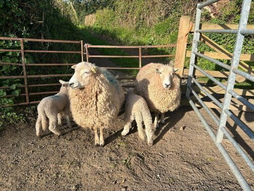 2 DARTMOOR EWES & 3 BLUE FACED LEICESTER X LAMBS - BIDS PER COUPLE