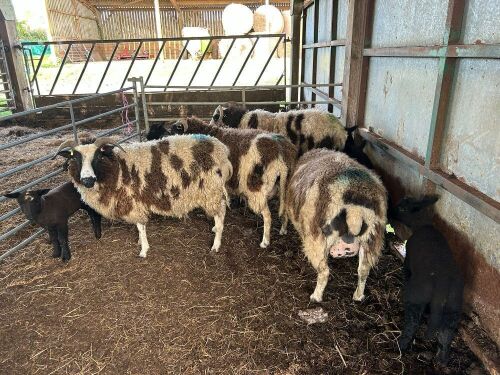 4 JACOB EWES & 8 CHAROLLAIS X LAMBS - BIDS PER COUPLE