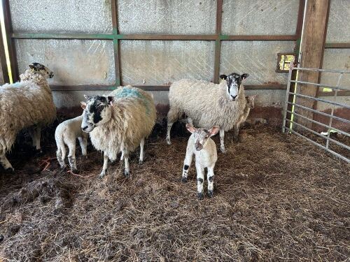 3 MULE EWES & 6 CHAROLLAIS X LAMBS - BIDS PER COUPLE