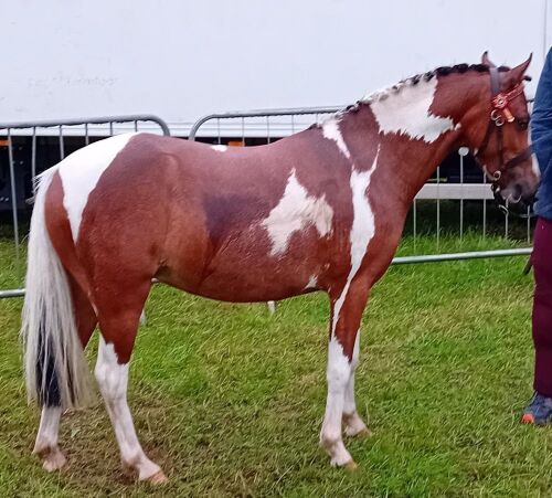 4YO RIDING PONY 12HH MARE