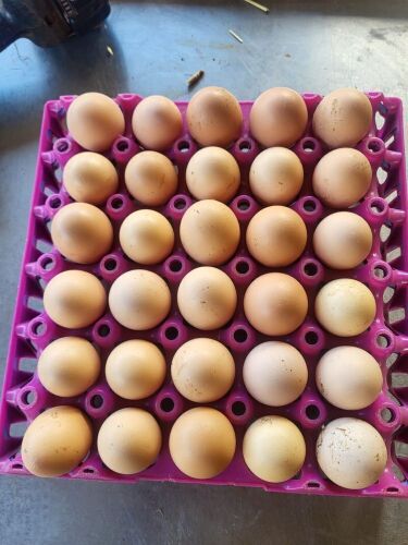 12 LIGHT SUSSEX HATCHING EGGS - BIDS FOR THE GROUP