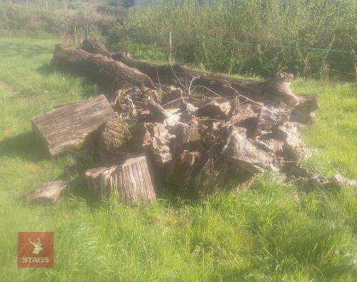 TWO LARGE SEASONED TREE TRUNKS
