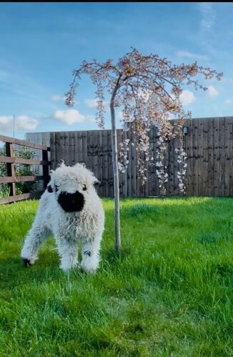 2MO VALAIS BLACKNOSE EWE LAMB