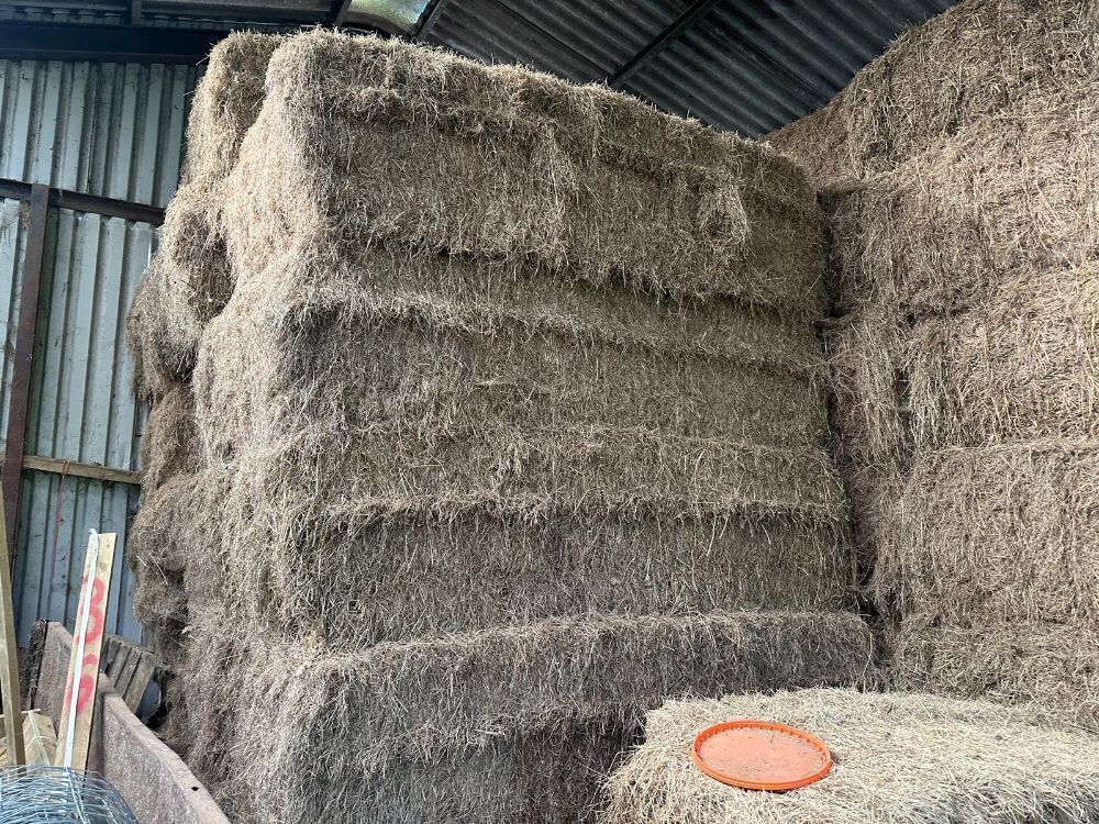 20 X 6 STRING BALES OF 2025 HAY - BIDS PER BALE