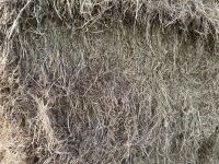 20 X 6 STRING BALES OF 2025 HAY - BIDS PER BALE - 6