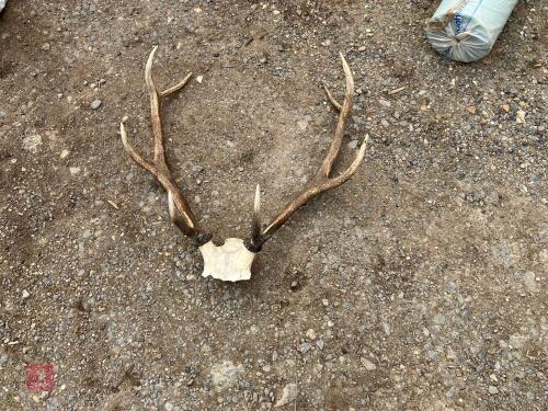 SET OF RED DEER STAG ANTLERS